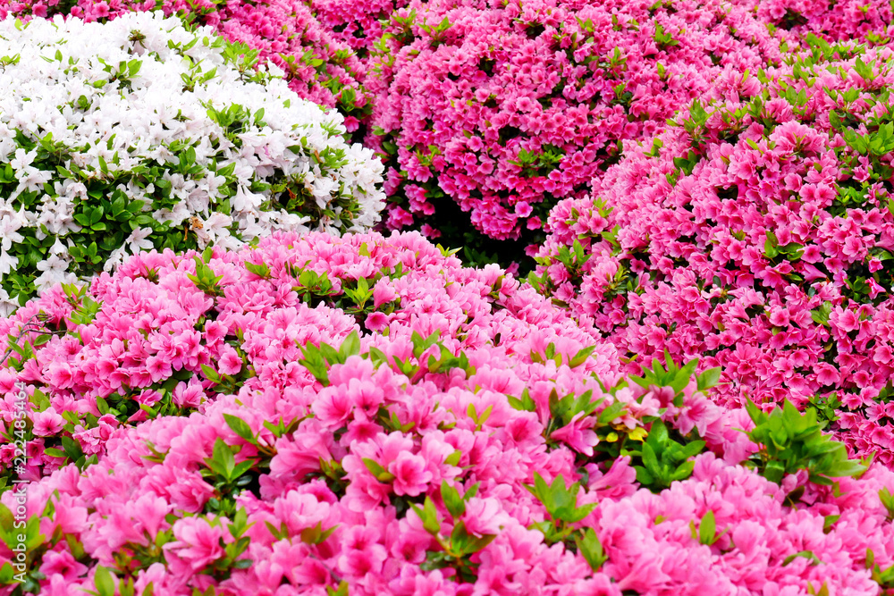 Beautiful Japanese azalea flowers in full bloom during Bunkyo Azalea Festival (Tsutsuji Matsuri) at Nezu Shrine in Tokyo, Japan, selected focus blur in the foreground Beautiful Japanese azalea flowers in full bloom during Bunkyo Azalea Festival (Tsutsuji Matsuri) at Nezu Shrine in Tokyo, Japan, selected focus blur in the foreground