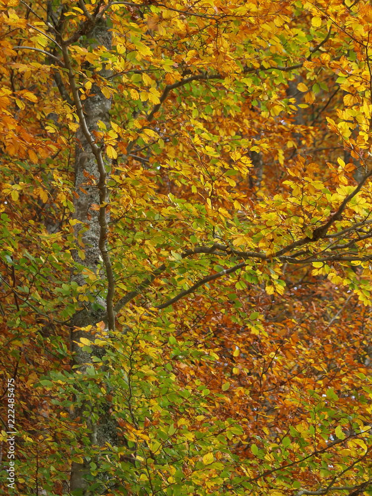 Fagus sylvatica. Feuilles sur branches de hêtres communs aux couleurs cuivrées d'automne Fagus sylvatica. Feuilles sur branches de hêtres communs aux couleurs cuivrées d'automne