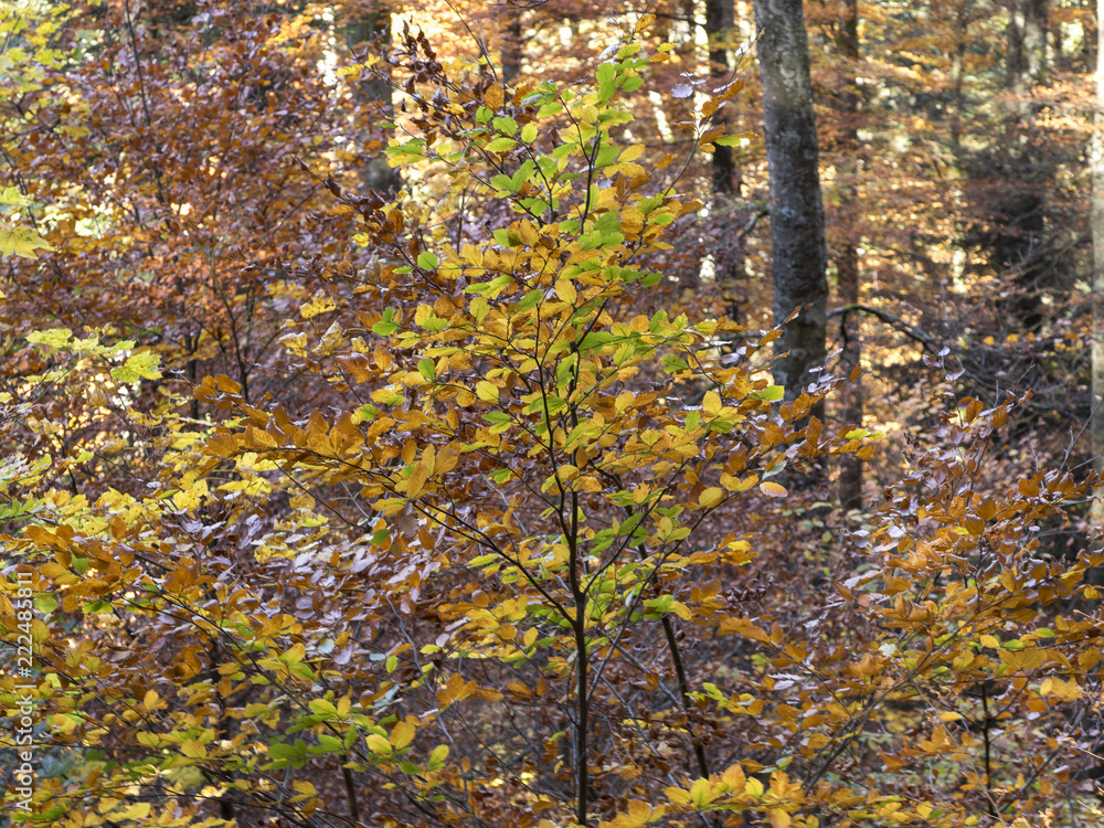 Fototapeta premium Fagus sylvatica. Feuilles sur branches de hêtres communs aux couleurs cuivrées d'automne