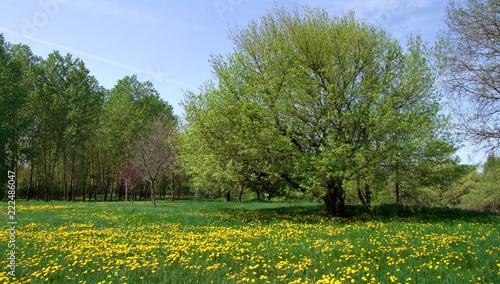Foto Paysage printanier.