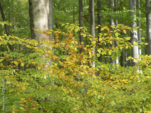 Fagus sylvatica. Feuilles sur branches de h  tres communs aux couleurs cuivr  es d automne