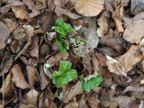 Fagus sylvatica. Germination et plantules à deux feuilles du hêtre commun photo