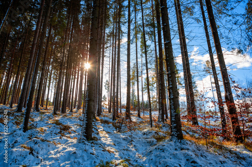 Snowy fir forest with sunbeam