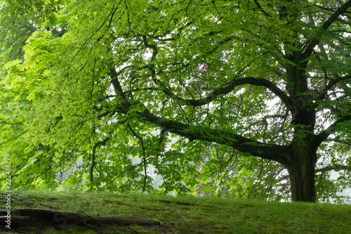 Obraz drzewo w lesie