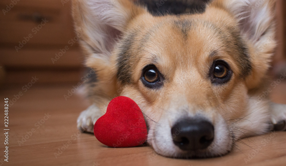 Fototapeta Pies z czerwonym sercem. Walentynki.
