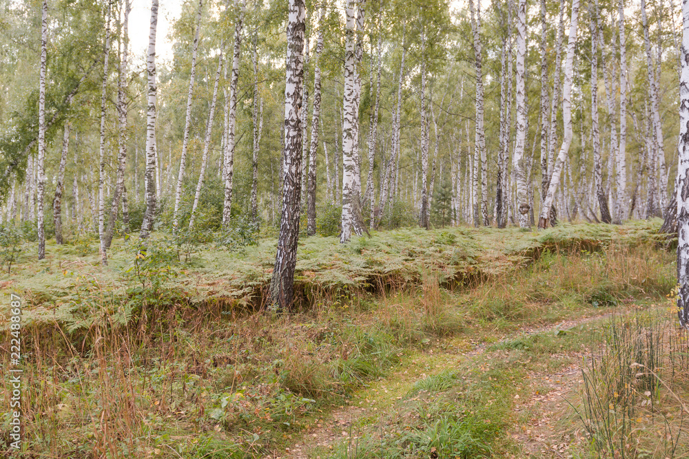 Autumn landscape. Russian landscape. Forest in autumn. Autumn landscape. Russian landscape. Forest in autumn.