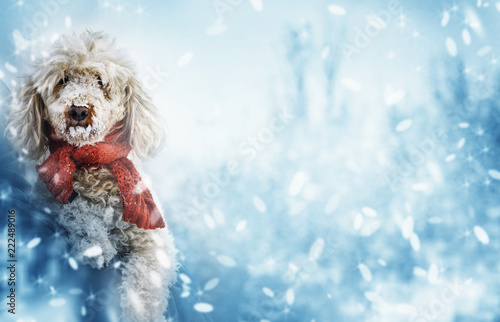 Funny cute dog with red scarf and snow on his nose. © hitdelight