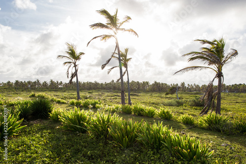  Bushes and palm trees on a green field in the Dominican Republic