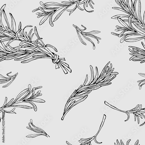 Rosemary seamless pattern with hand drawn outline elements