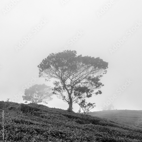 Tea plantation with trees on the slope of hill surrounded by clouds and fog, black and white photo
