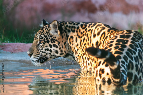A jaguar in the water at a zoo