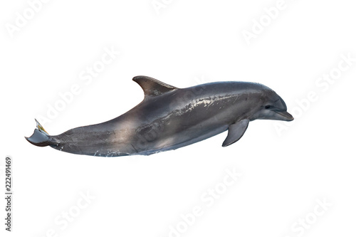 A bottlenose dolphin isolated on white background Poster Mural XXL