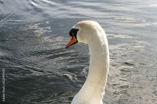swan in the river