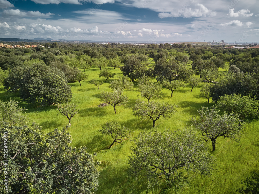 Obraz premium Bäume im Sommer Hintergrund Landschaft wolken blauer Himmel grünes Gras