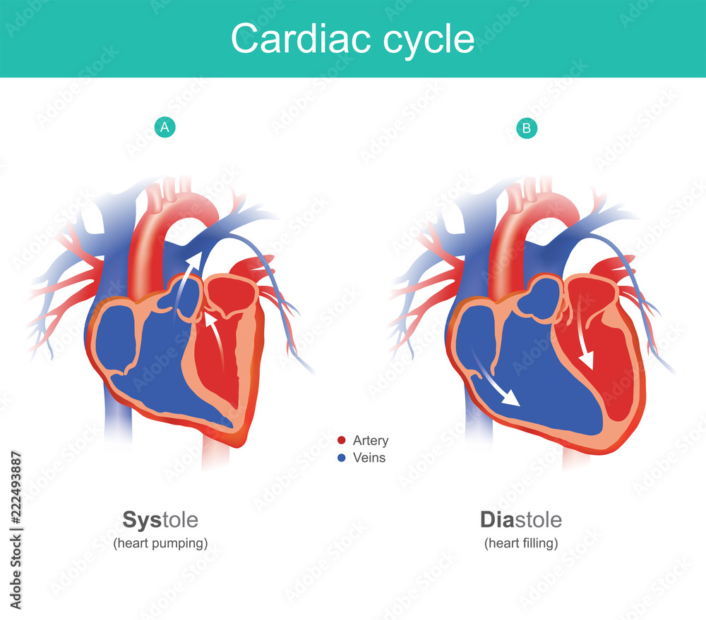 Cardiac cycle infographic. The heart is the organ of the human body ... Biology Diagrams