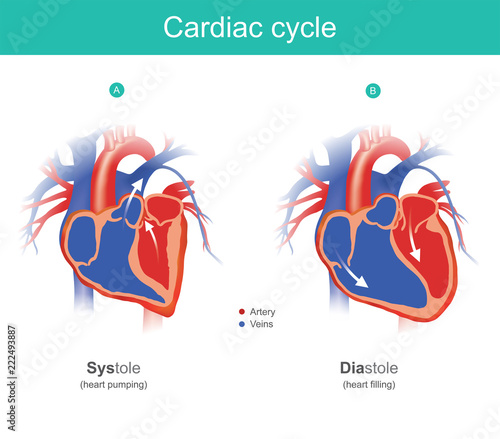 Obraz na płótnie Cardiac cycle infographic