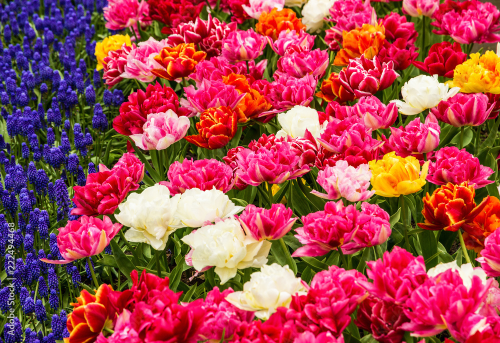 Tulip flowers and purple hyacinth flowers in Keukenhof garden, Netherlands, Holland Tulip flowers and purple hyacinth flowers in Keukenhof garden, Netherlands, Holland