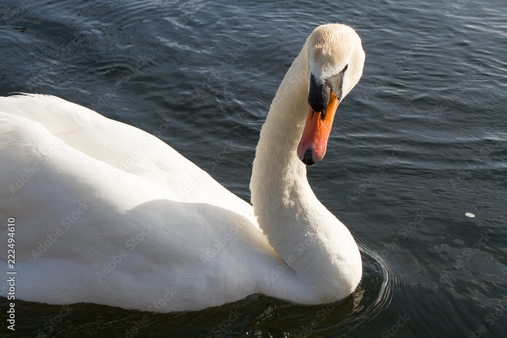 Naklejka premium swan in the river
