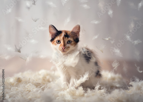 kitten plays in a cloud of feathers