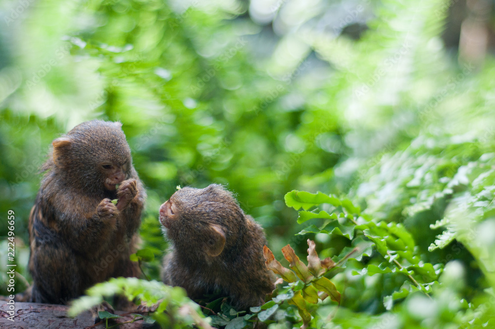 Obraz premium Pair of pygmy monkeys sitting in green grass.