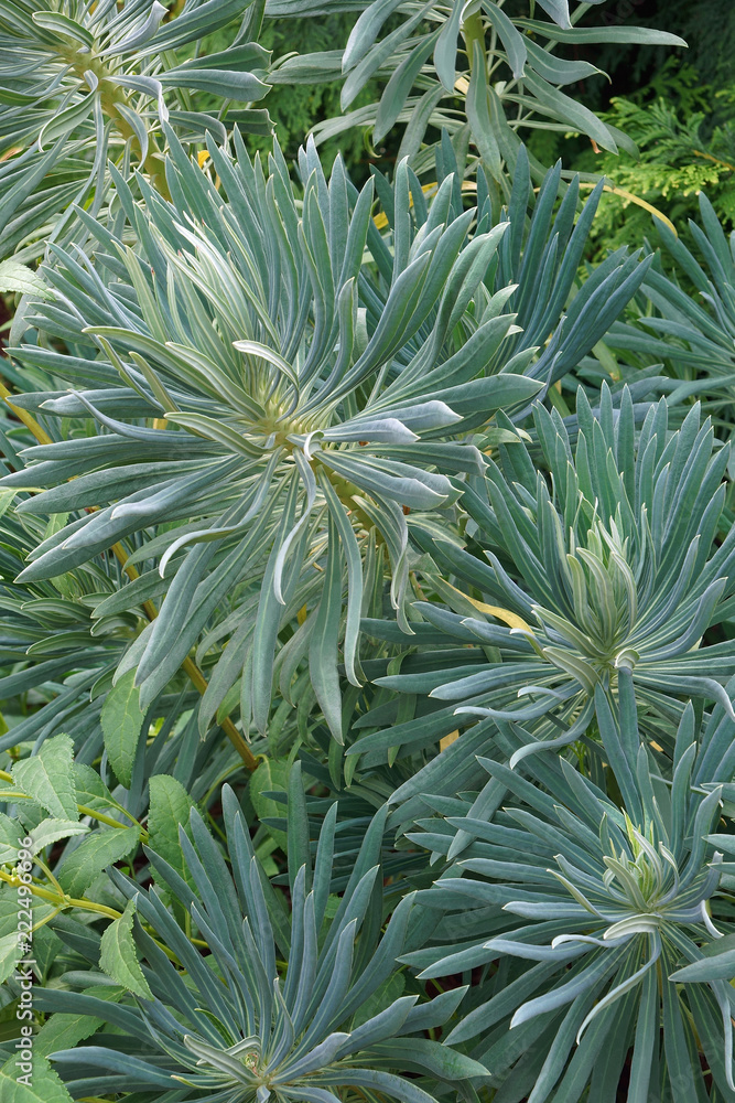 Fototapeta premium Mediterranean spurge (Euphorbia characias wulfenii). Called Albanian spurge also.