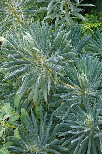 Mediterranean spurge  Euphorbia characias wulfenii . Called Albanian spurge also.