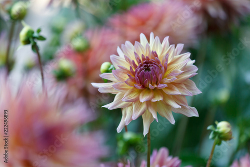 Fototapeta Naklejka Na Ścianę i Meble -  A beautiful pink pastel colored dahlia flower in a natural garden environment - soft look and feel