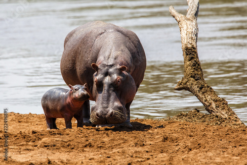 Hippo mother with her baby in the Masai Mara National Park in Kenya photo