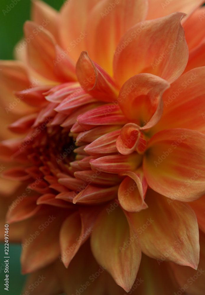 Closeup of a yellow orange dahlia flower Closeup of a yellow orange dahlia flower
