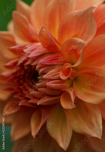 Fototapeta Naklejka Na Ścianę i Meble -  Closeup of a yellow orange dahlia flower