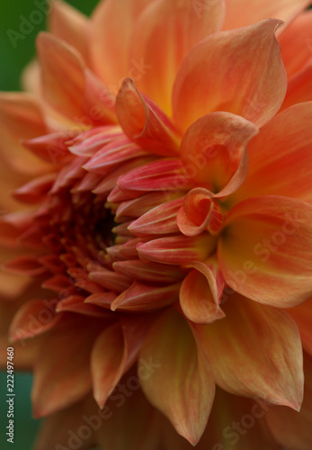Closeup of a yellow orange dahlia flower