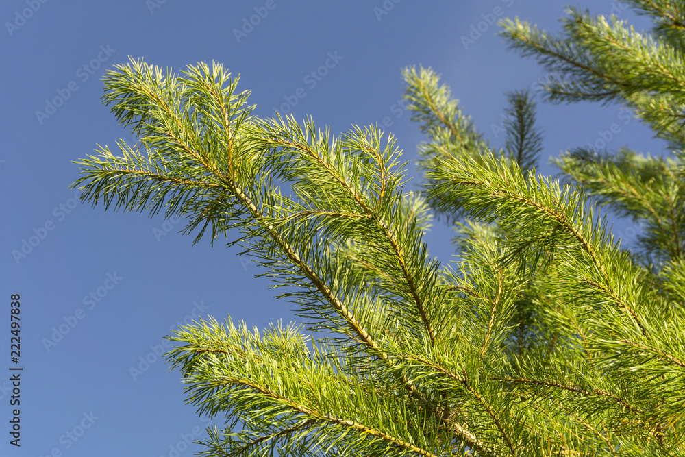 lively green pine branches with long needles against the blue sky lively green pine branches with long needles against the blue sky