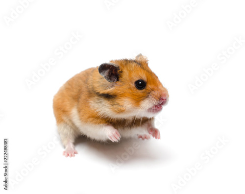 Funny angry hamster with an open mouth (on a white background), selective focus on the hamster eyes