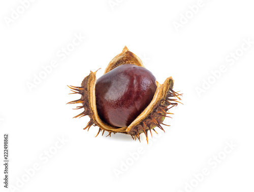 Foto fruit tree chestnuts on white background
