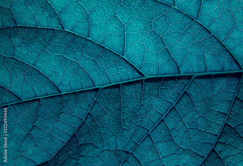 Texture of a green leaf macro with blue toning - obrazy, fototapety, plakaty 