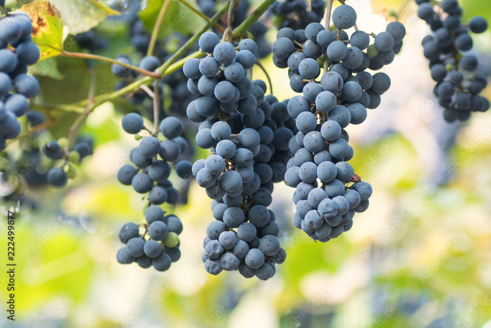 blue grapes on a bush