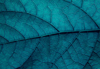 Texture of a green leaf macro with blue toning