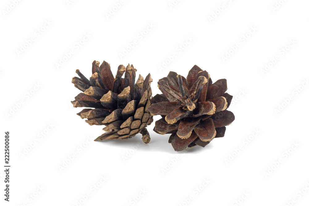 pine cones on white background pine cones on white background
