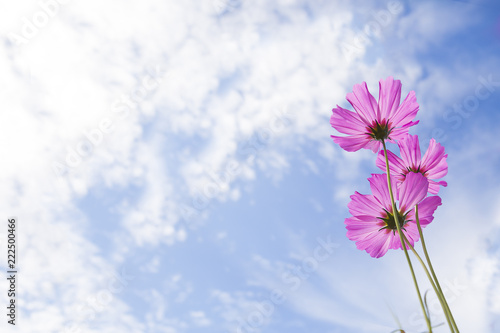 Cosmos flower with blue sky Background.