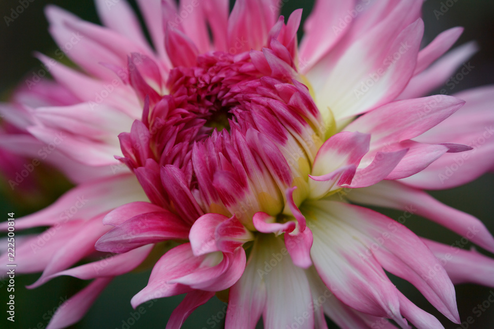 Closeup of a pink pastel colored dahlia flower Closeup of a pink pastel colored dahlia flower