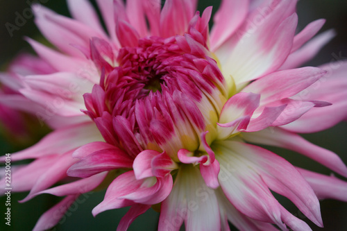Fototapeta Naklejka Na Ścianę i Meble -  Closeup of a pink pastel colored dahlia flower