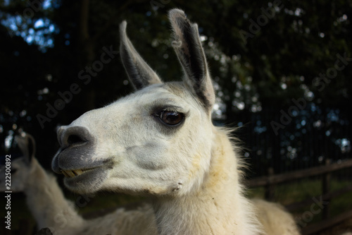 muzzle of a smiling llama with teeth