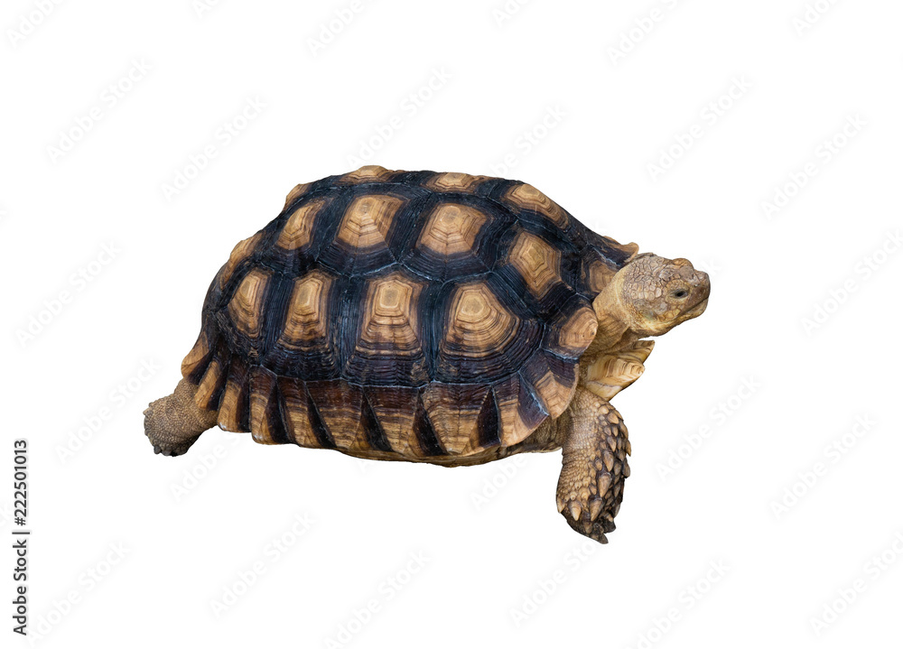 Fototapeta premium sulcata tortoise on white background with clipping path