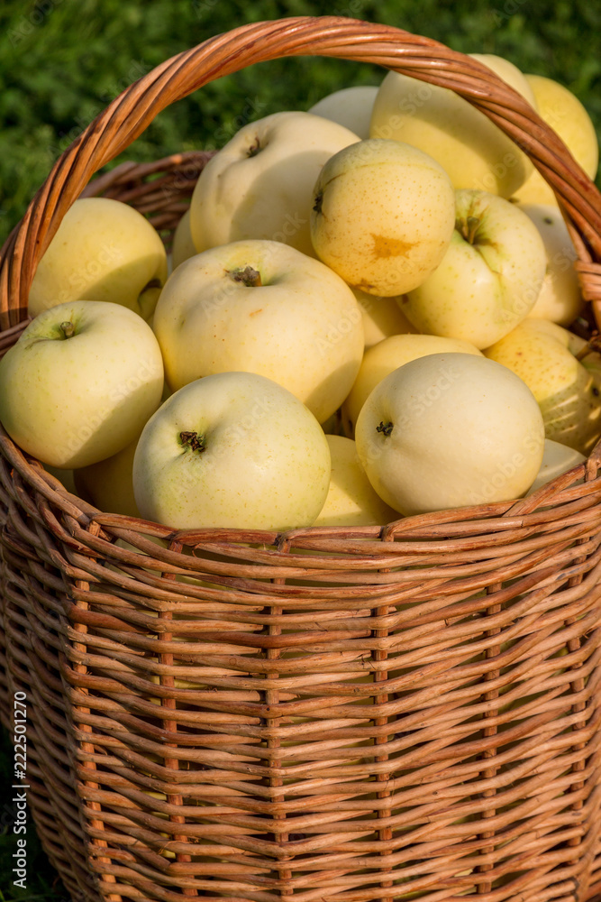 ripe large apples in a wicker basket