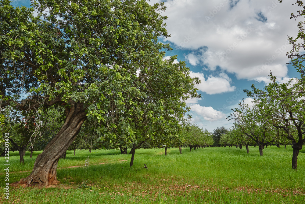 Bäume im Sommer Hintergrund Landschaft wolken blauer Himmel grünes Gras
