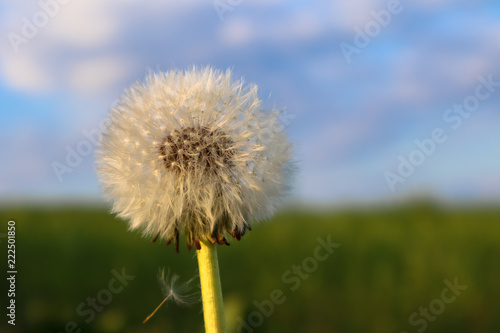 flight of dandelion seeds on a green-blue background