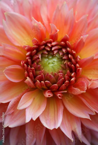 Fototapeta Naklejka Na Ścianę i Meble -  Closeup of a Beautiful Dahlia Flower - Warm Autumn Color Space