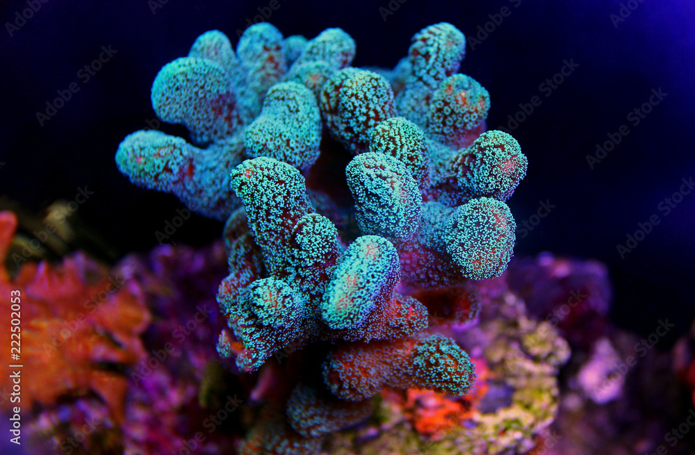 Obraz premium Stylophora kolorowy koral SPS w akwarium ze słoną wodą