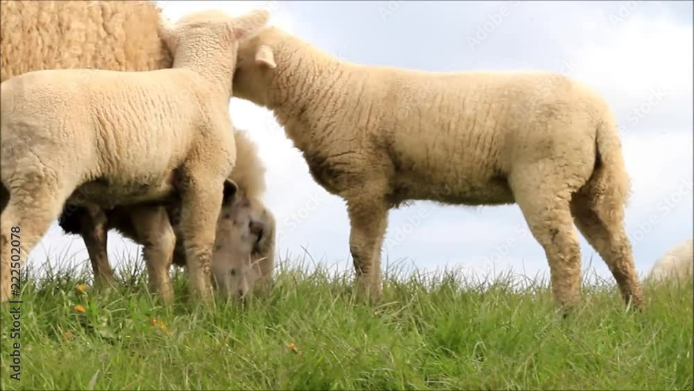 sheep ewe with her lamb

