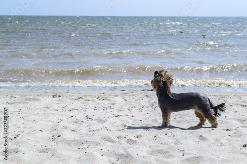 Yorkshire terrier stands near the sea.